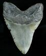 Megalodon Shark Tooth - South Carolina #4565-3